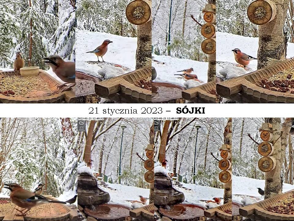 livebirdspoland_d56c27f5fb0010337f621bd610fb1ad0.jpg