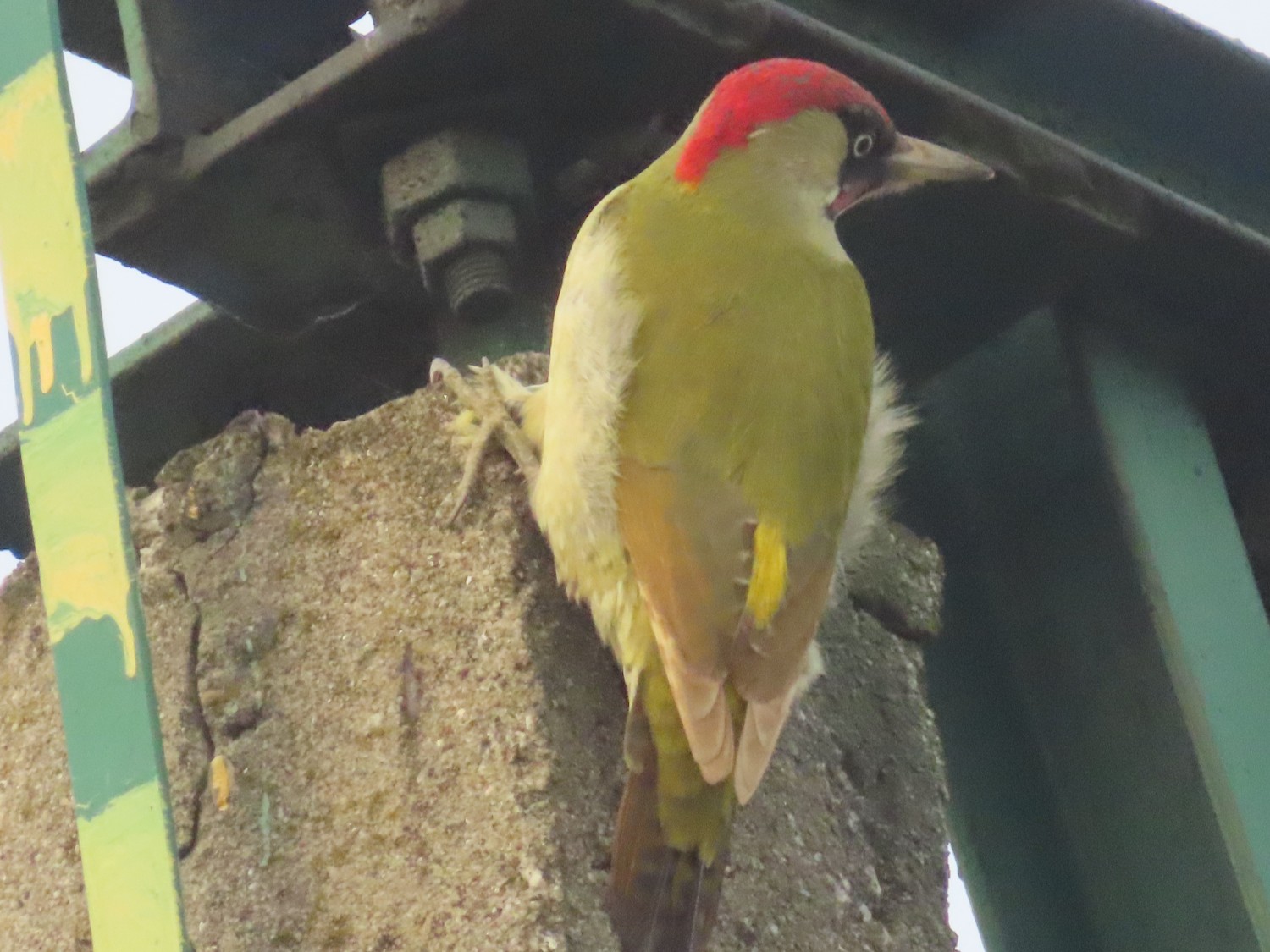 livebirdspoland_ca66780772baf1a36ec7dc990e64f965.jpg