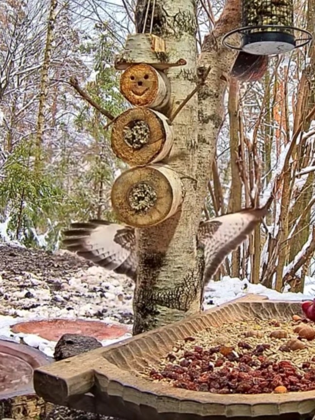 livebirdspoland_46ace4175e8a62e526f20875604fafb0.jpg