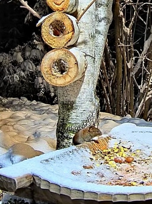 livebirdspoland_0d3a426c8cccf3d85ef431133cdf64da.jpg