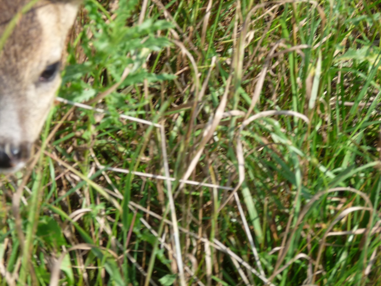 livebirdspoland_aa2b7049e4e6451efbfe9527f2edb685.jpg