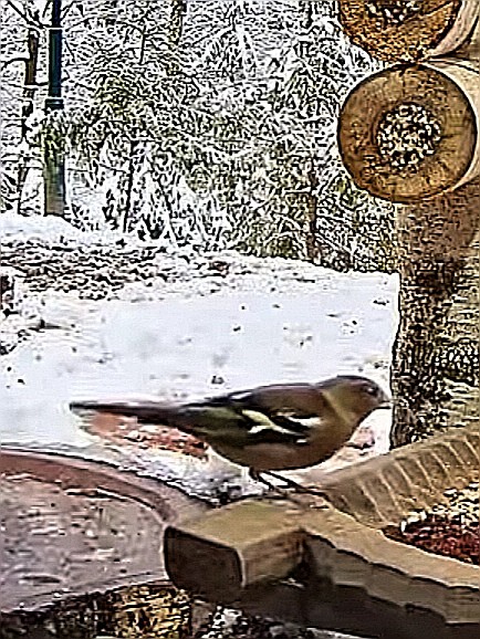 livebirdspoland_5fc6fd0c6c0fc74d3122fbbb5655f1cb.jpg