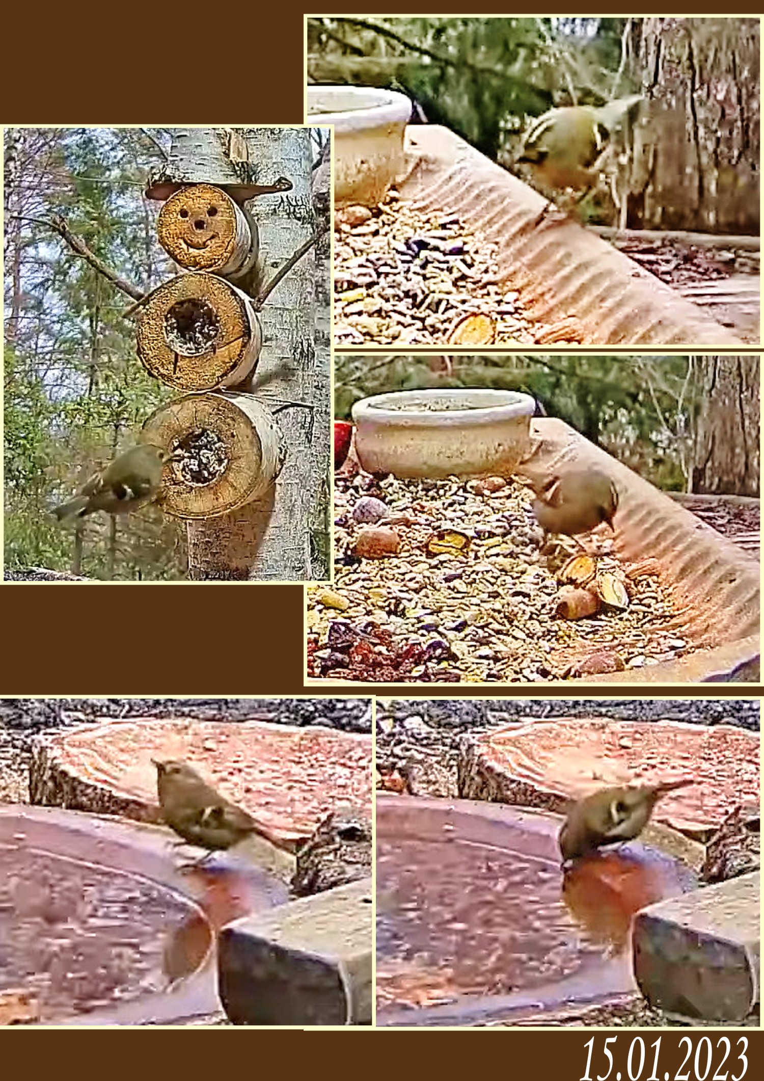livebirdspoland_bd662847c21187505720f18187150c51.jpg