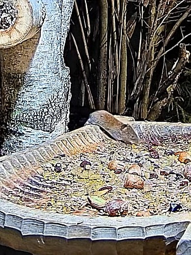 livebirdspoland_b72f6f167df45b48e63e27982937f2ee.jpg