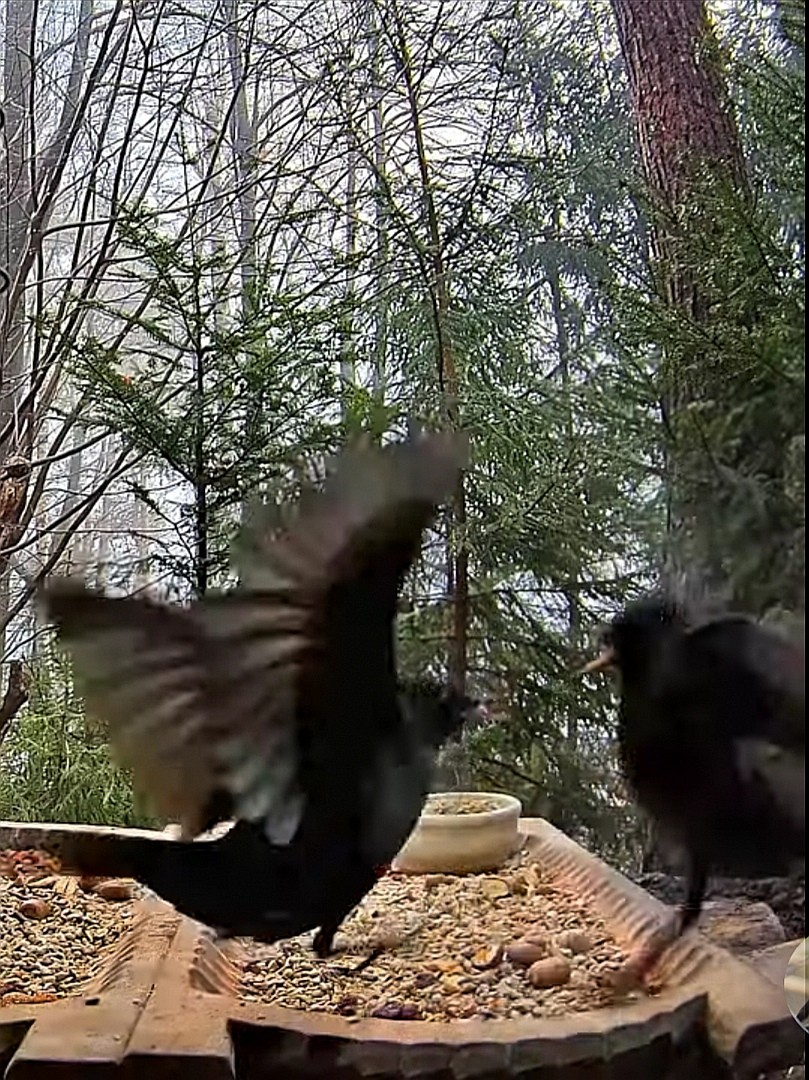 livebirdspoland_0f2779d1dbf7d823e85303c71d9b0da5.jpg