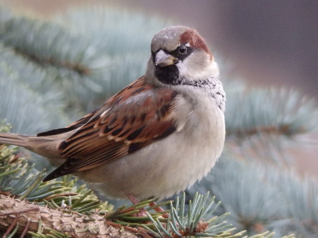 livebirdspoland_a93611c81af164e792a9d4e66cfc7c9f.jpg