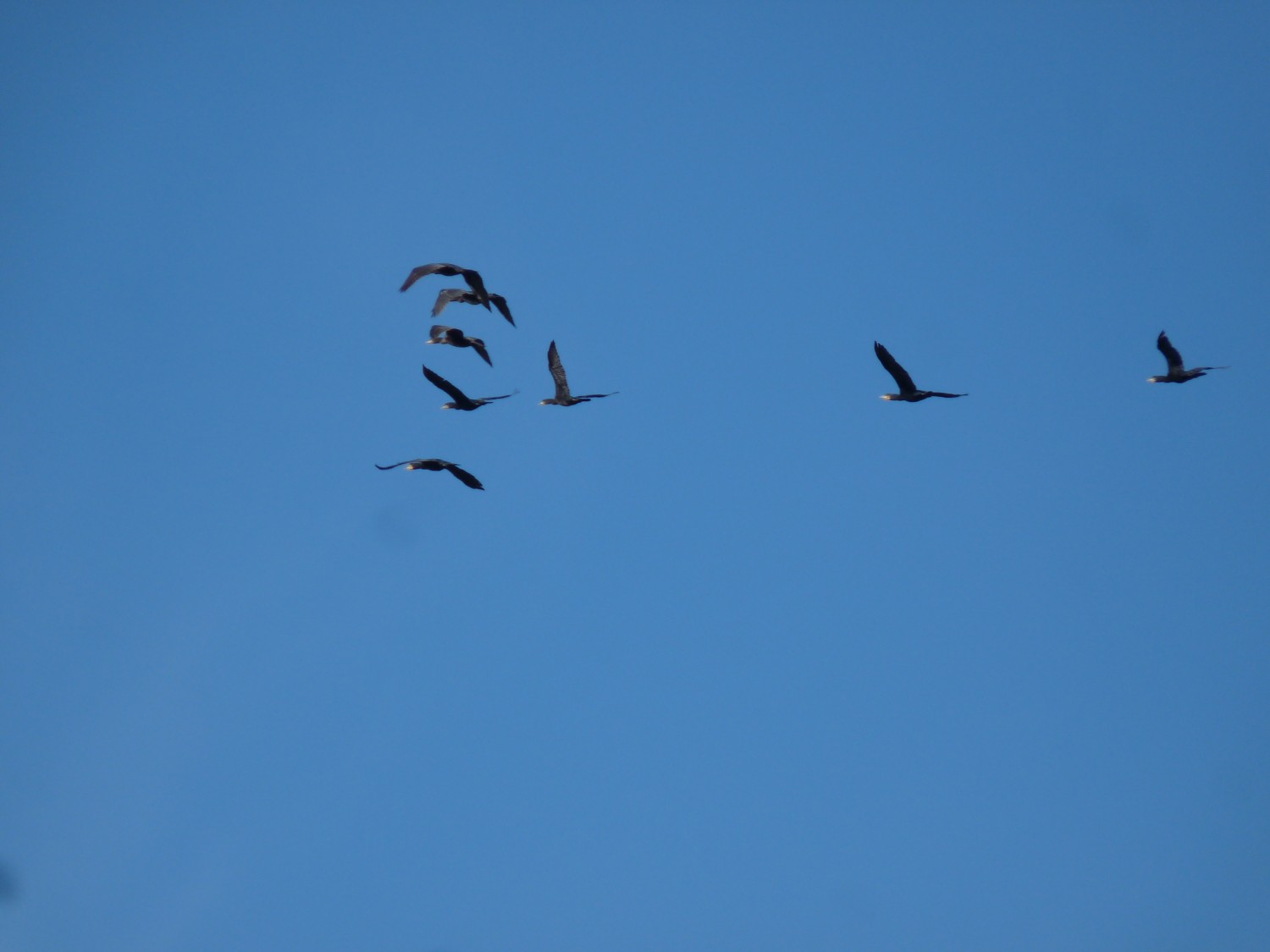 livebirdspoland_b50319d8e0b0c2b5fcbacb9942df8680.jpg