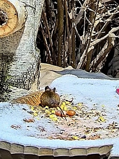 livebirdspoland_2e59e8d6220ced8f83be232f31bdc372.jpg