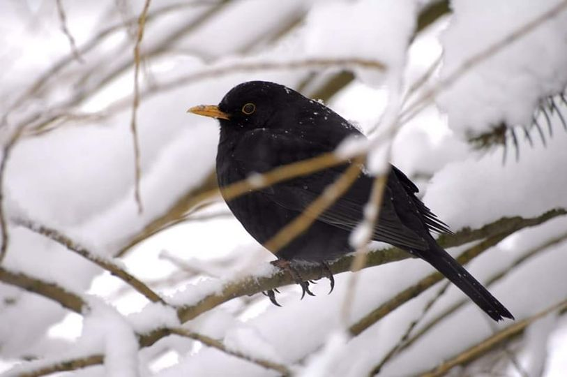 livebirdspoland_7b017308e39b1c86b73c8739be378756.png