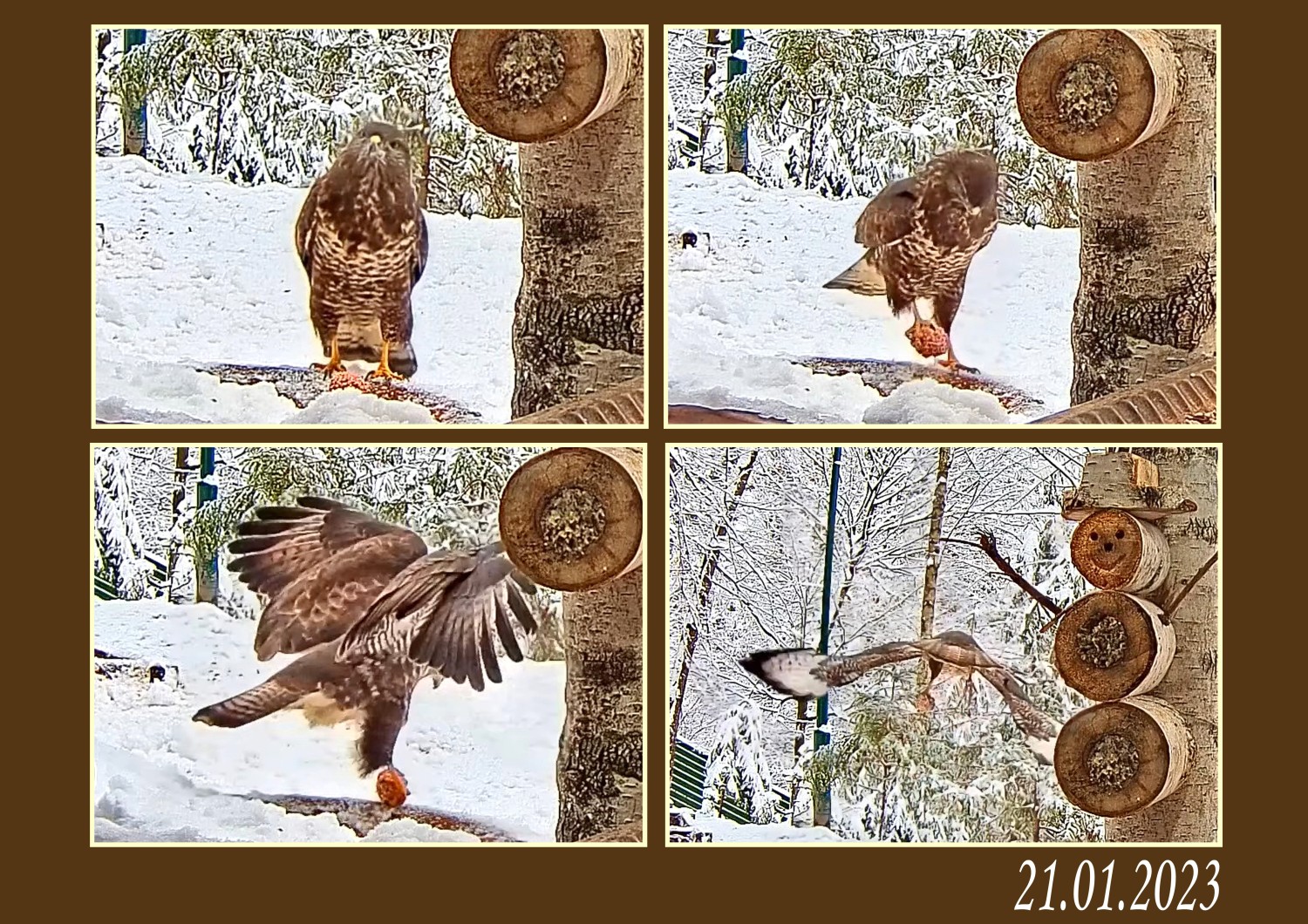 livebirdspoland_50fb6e41f33dac3102bbc47585e94456.jpg