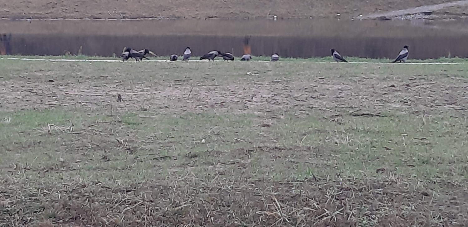 livebirdspoland_c87cd8f6070637a5d952874289a1781b.jpg