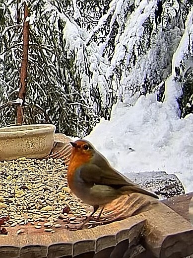 livebirdspoland_f91a1c49eeaf9d500ef8d0981cf49257.jpg