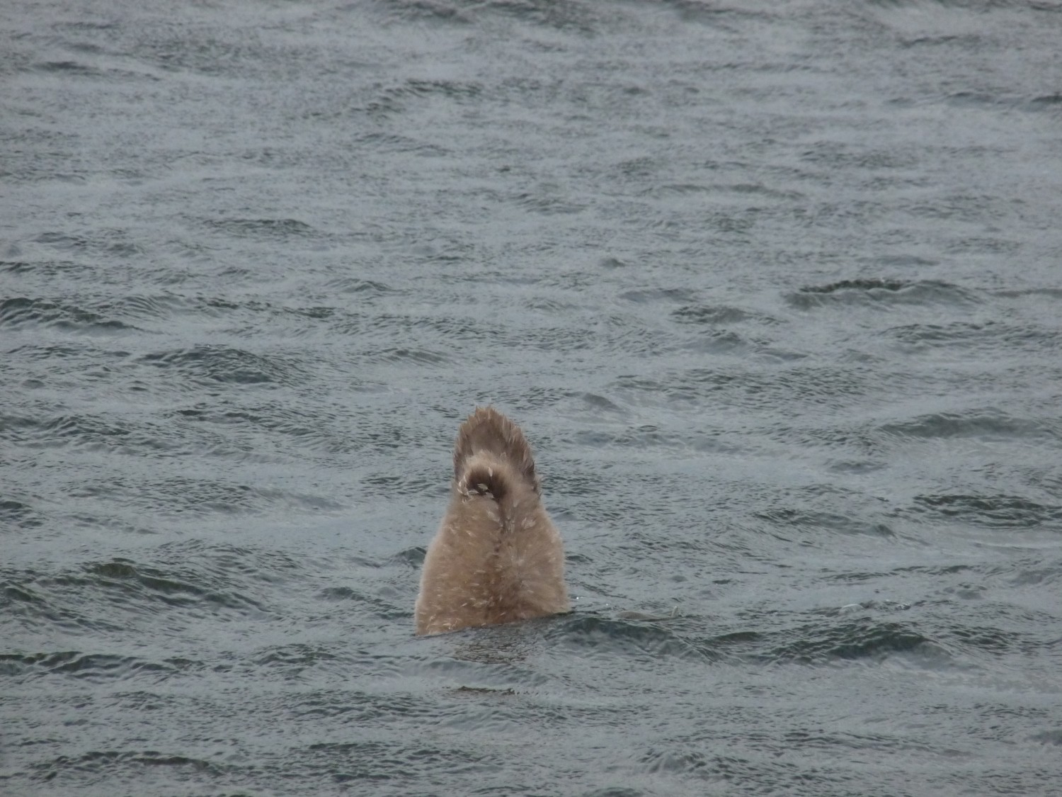 livebirdspoland_1f595951eefaacb574ef3c20f9fb7c87.jpg