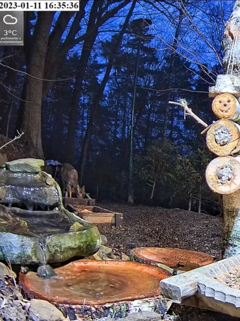 livebirdspoland_80ec16ccc623d6eaa53d65fb1f059312.jpg