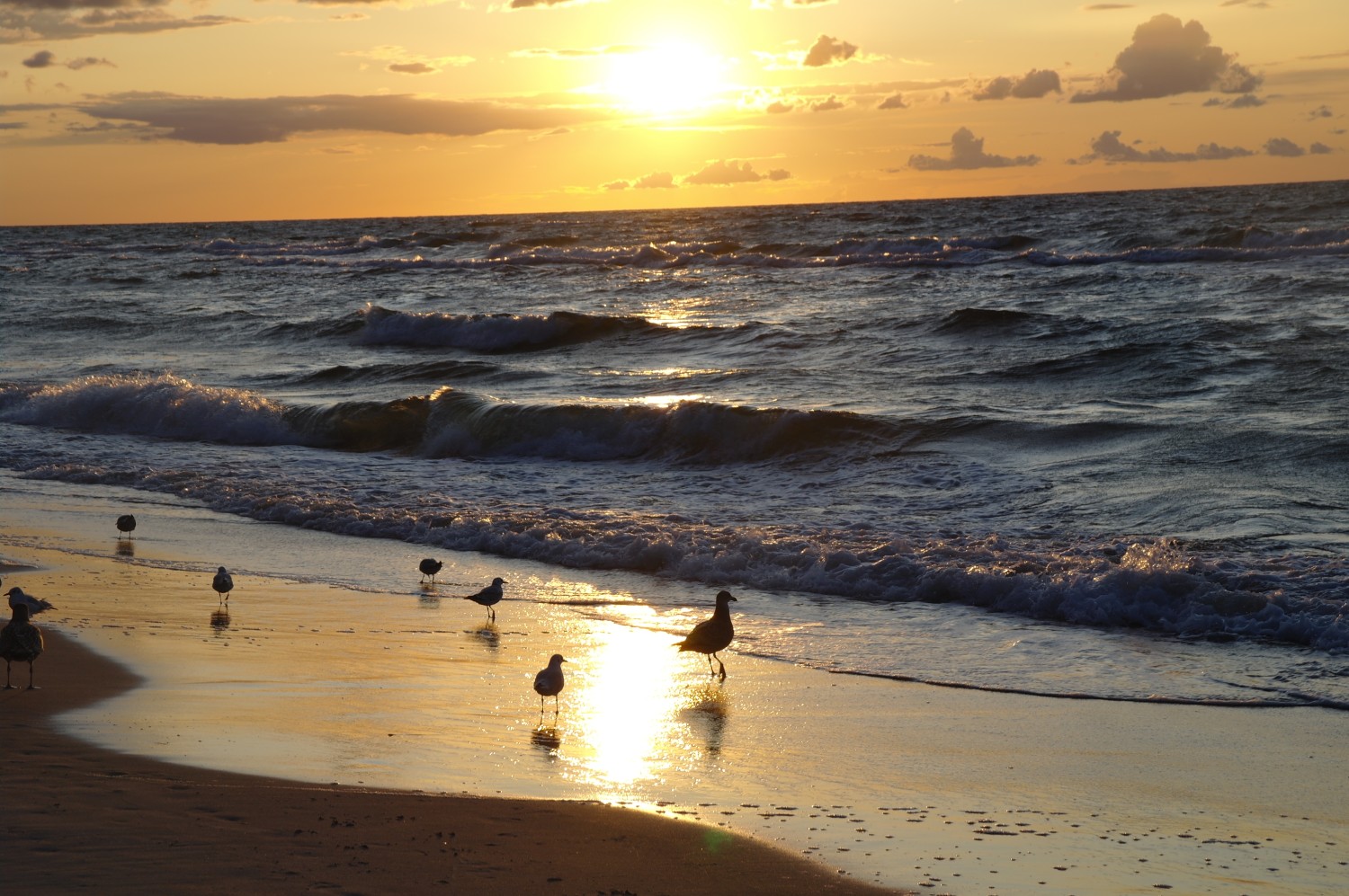 livebirdspoland_591fa72c9538e7c053fea32354f0d082.jpg