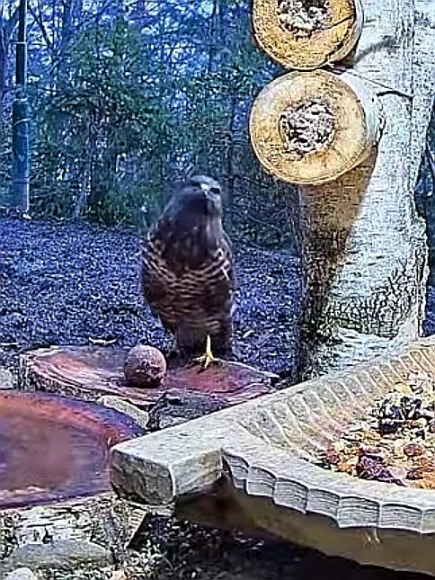 livebirdspoland_23a8ef888faa334561b2af3db6479cd4.jpg
