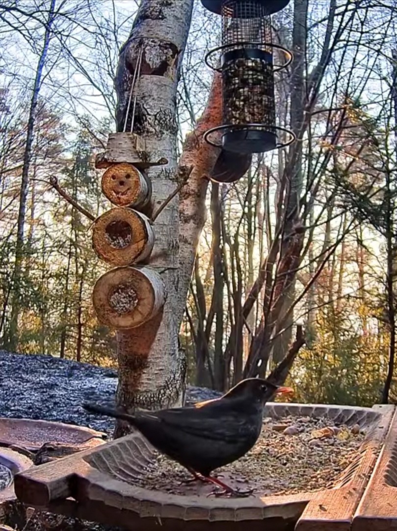 livebirdspoland_ffcd281196a671c216f5ec3bbfe0e040.jpg