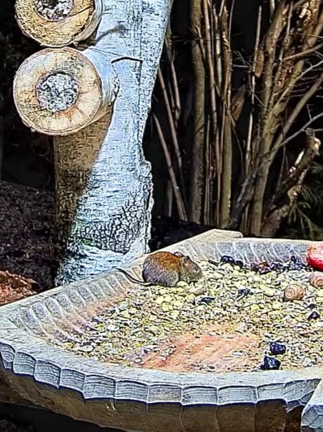 livebirdspoland_1ec3996ee614bcdda62dbd2a99b52d6b.jpg