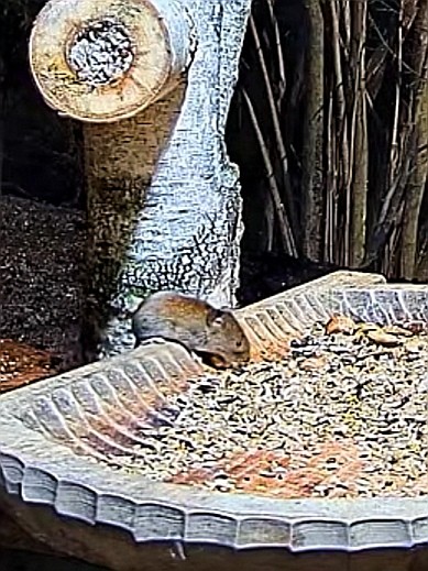 livebirdspoland_073b7cbaa007bd9296d441f3a794cc74.jpg