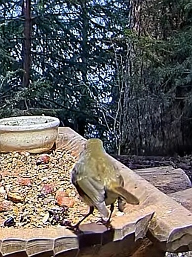 livebirdspoland_54e9e408abd568f902f81b9fe5907e41.jpg