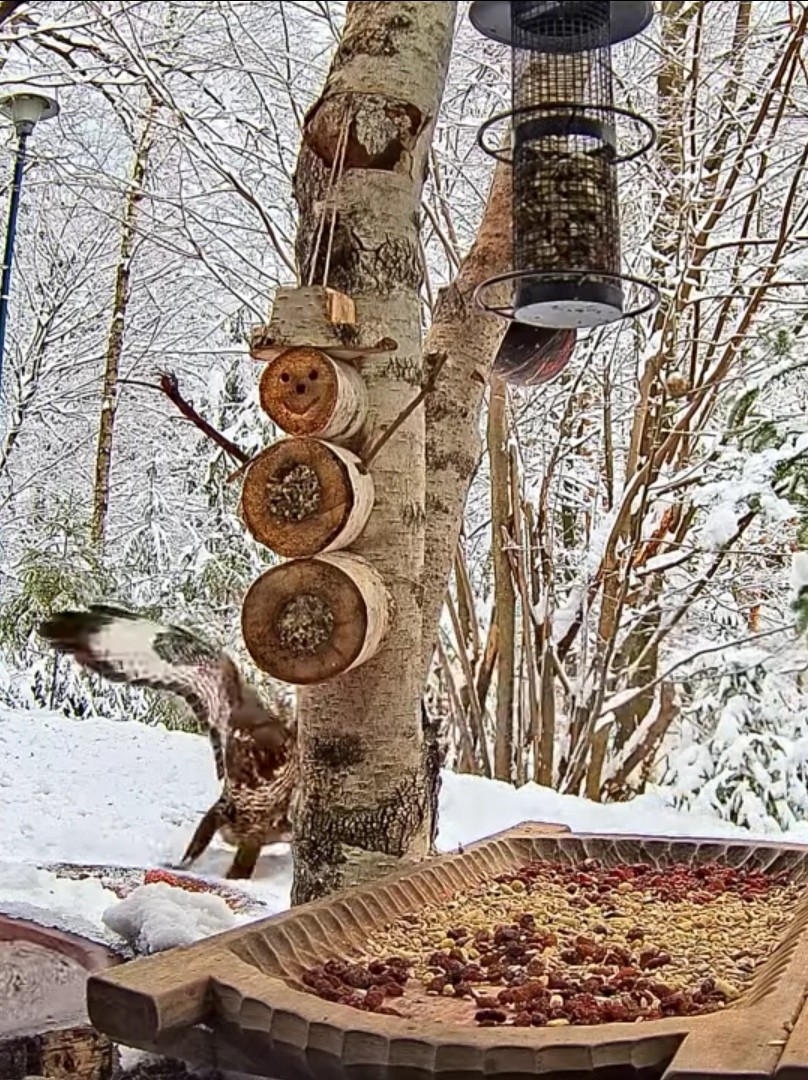 livebirdspoland_3d454239f478ea59c5bddfff59320944.jpg