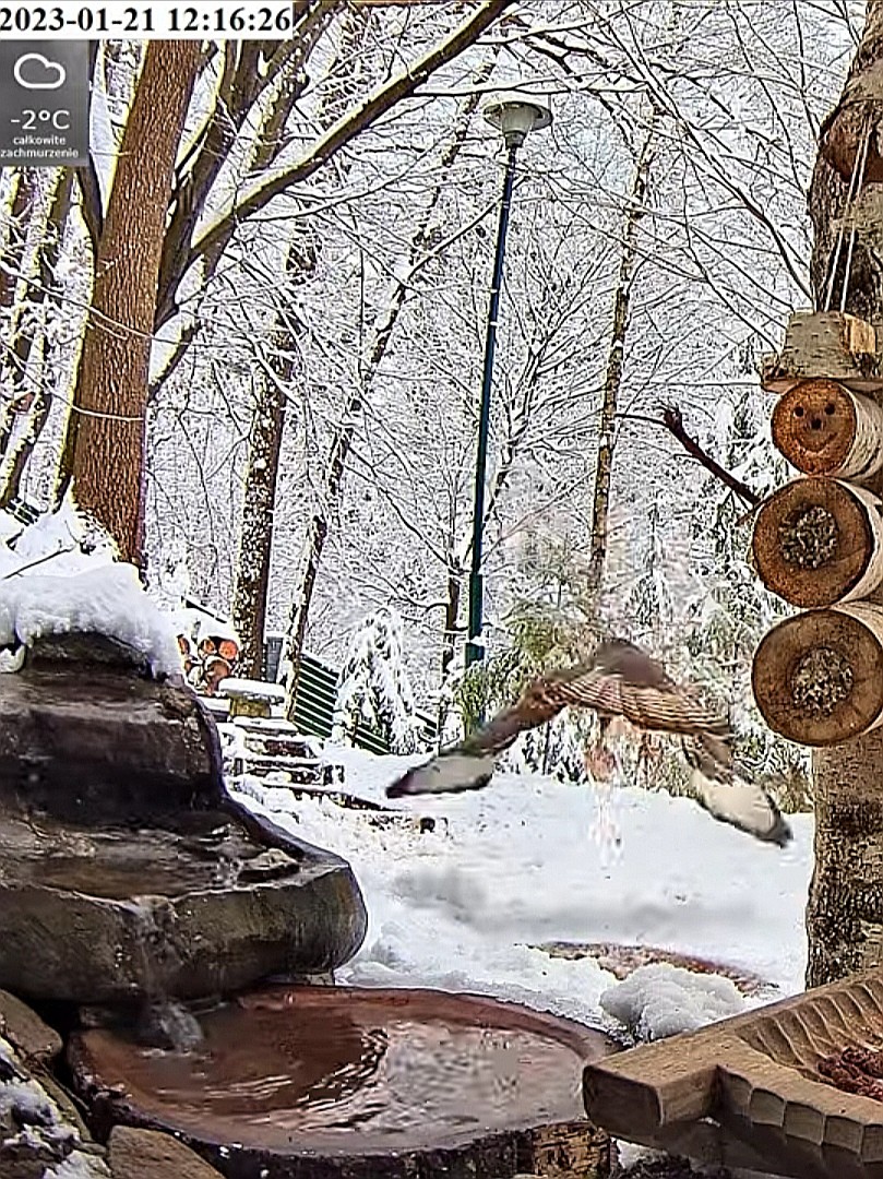 livebirdspoland_6820f5e743be2052fe50fc9328102108.jpg