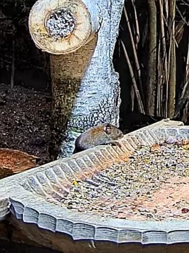 livebirdspoland_d8fde75276e901a12c3ca88ef451ed9e.jpg