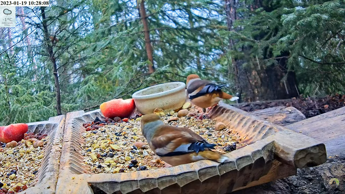 livebirdspoland_f161fba219940f19553634183136266f.png