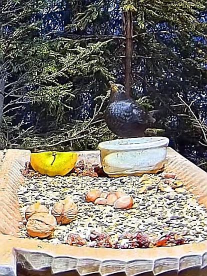 livebirdspoland_7c3c515cf4ffb302cb46255a4cc3dfc0.jpg