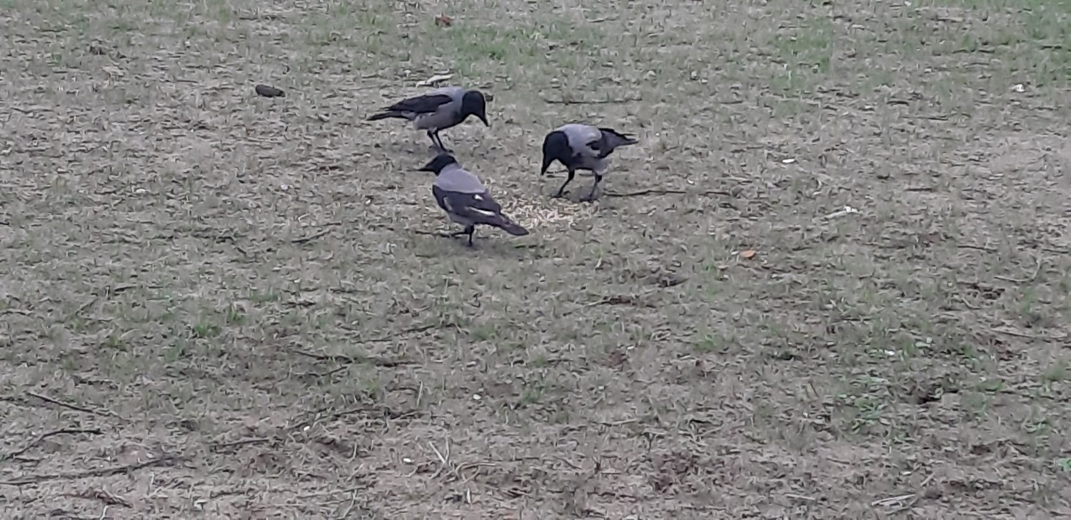 livebirdspoland_f54d42cb20c2eedc1037be5a9794939e.jpg
