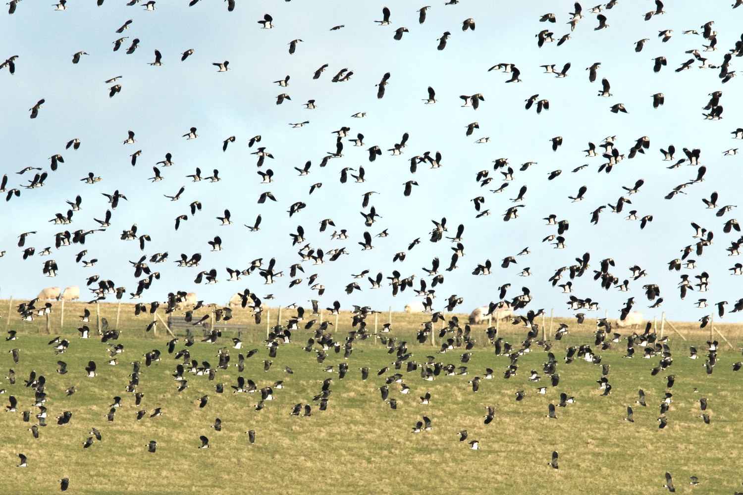livebirdspoland_d39f3000b640d7396afe08f97cbba608.jpg