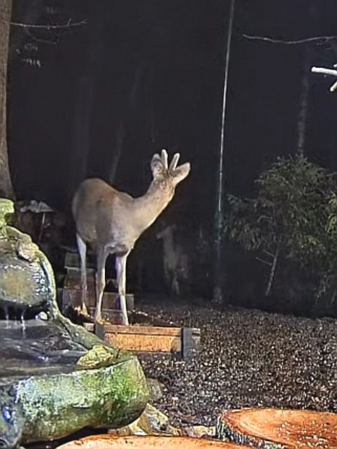 livebirdspoland_8ad61a526aa2d66086a3652d84c4a884.jpg