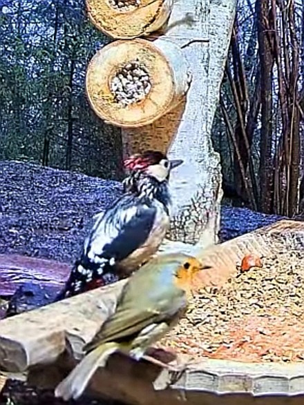 livebirdspoland_a81cbf8b0b96b2e3701c65f56667e1a8.jpg