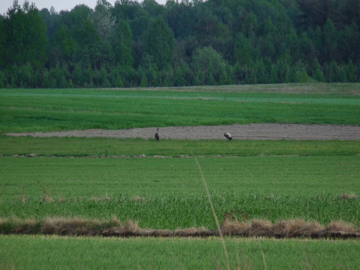 livebirdspoland_af6d854dbd9ea2d59a30ecbd1d103acd.jpg