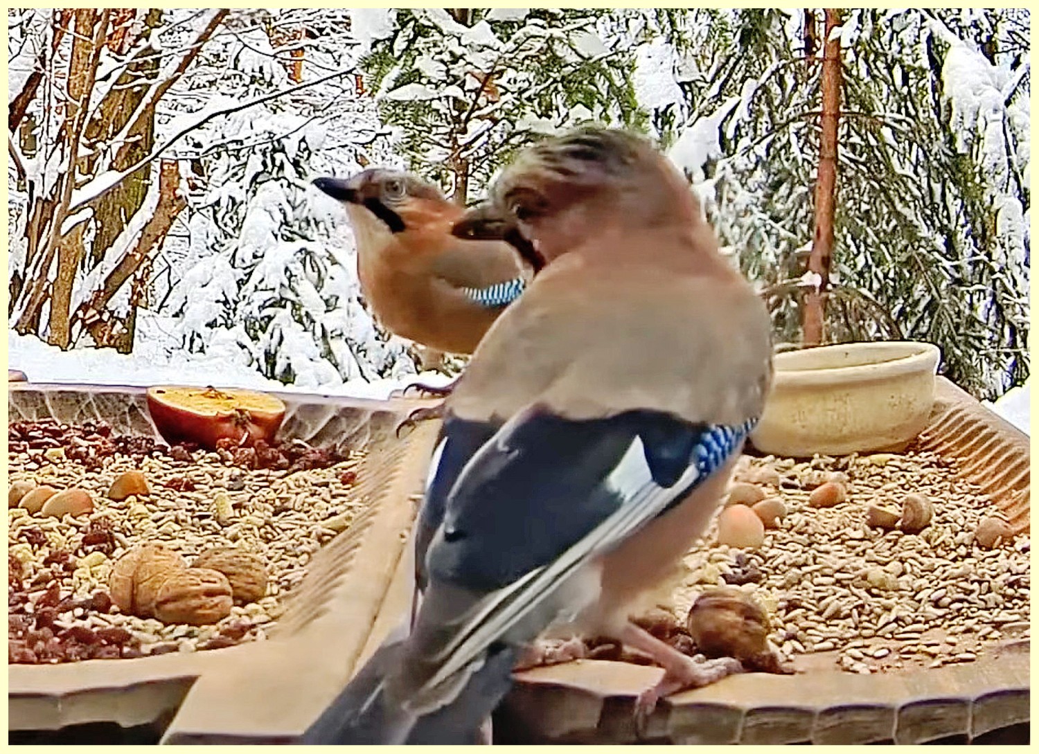 livebirdspoland_c8ecb5c9e79906c4006bdeea5c442cea.jpg