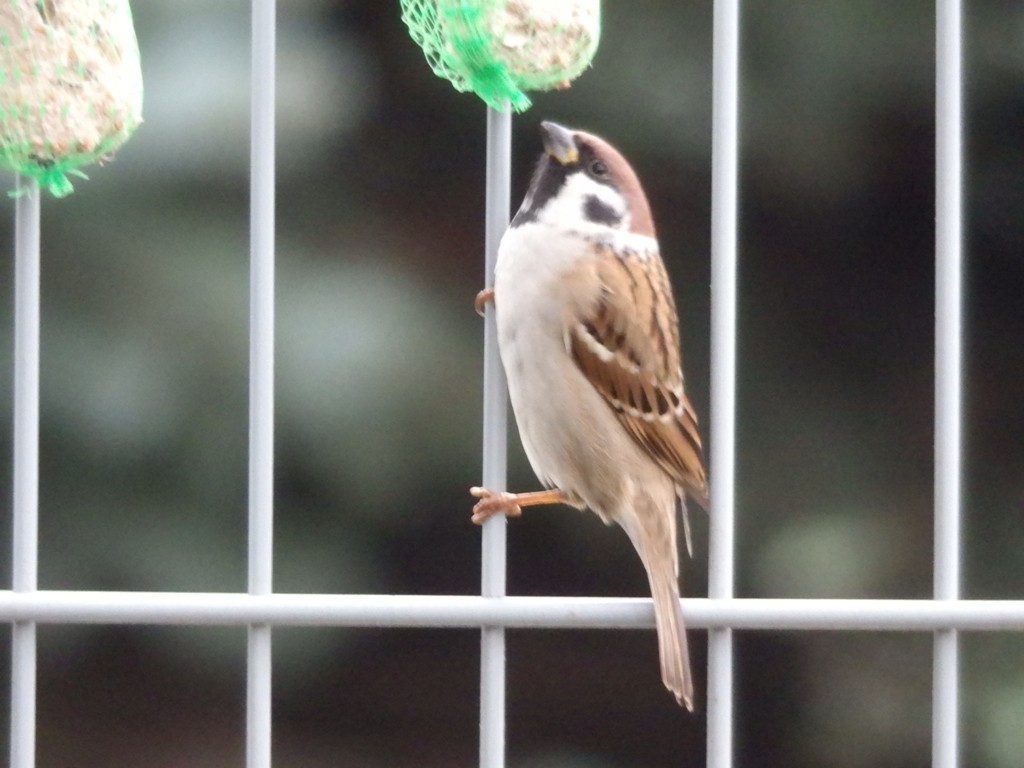 livebirdspoland_eb507737cd1cef59c4d36e8cb18d75fb.jpg