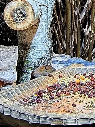 livebirdspoland_0e70dcce821d60945d88c09c49b505a5.jpg