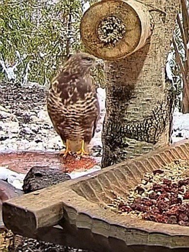 livebirdspoland_2ec0f5f1b5326889f85bac5fa9319b7d.jpg