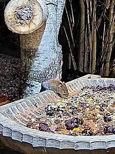 livebirdspoland_a0e7415b375772cccef632faff2b9017.jpg