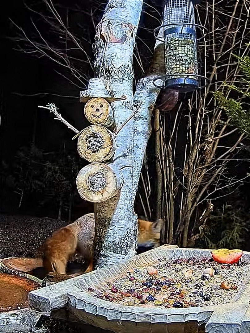 livebirdspoland_90cff2f18a6716ed0006533a5f5eff32.jpg