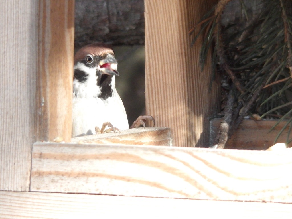 livebirdspoland_54b572bcdcb8e72117abaf70aa7e7687.jpg