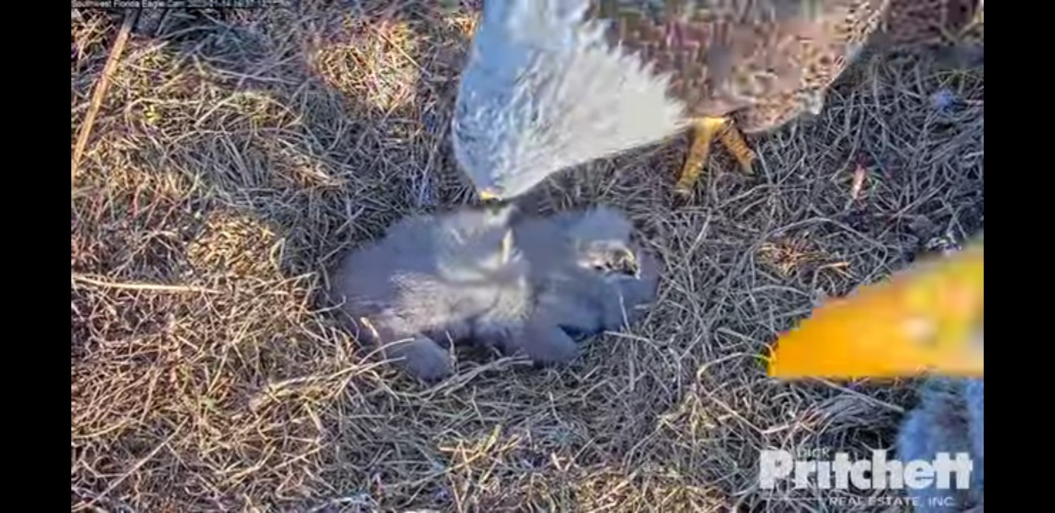 livebirdspoland_564a5557c80a92f049c49c2c83dd1f75.jpg