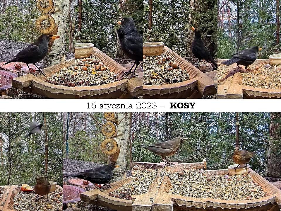 livebirdspoland_350e47d59724dd8f46ea24189e1bbd67.jpg
