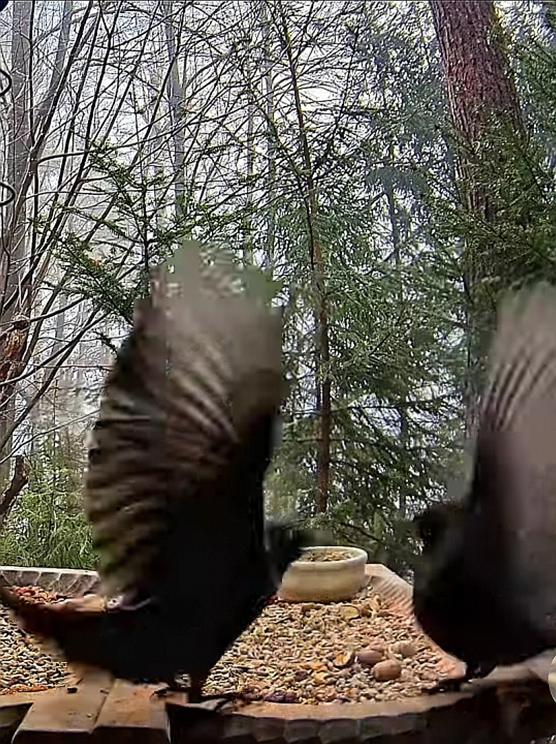 livebirdspoland_7d5f906901bffe1f997061e8e3d73d46.jpg