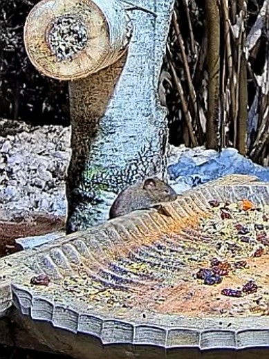 livebirdspoland_5148aa76c151036946c45957d2468cd0.jpg