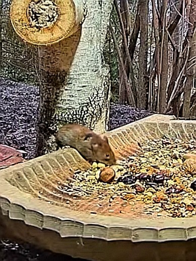 livebirdspoland_eaa367dfa7e5b69d60a6a194732afef7.jpg