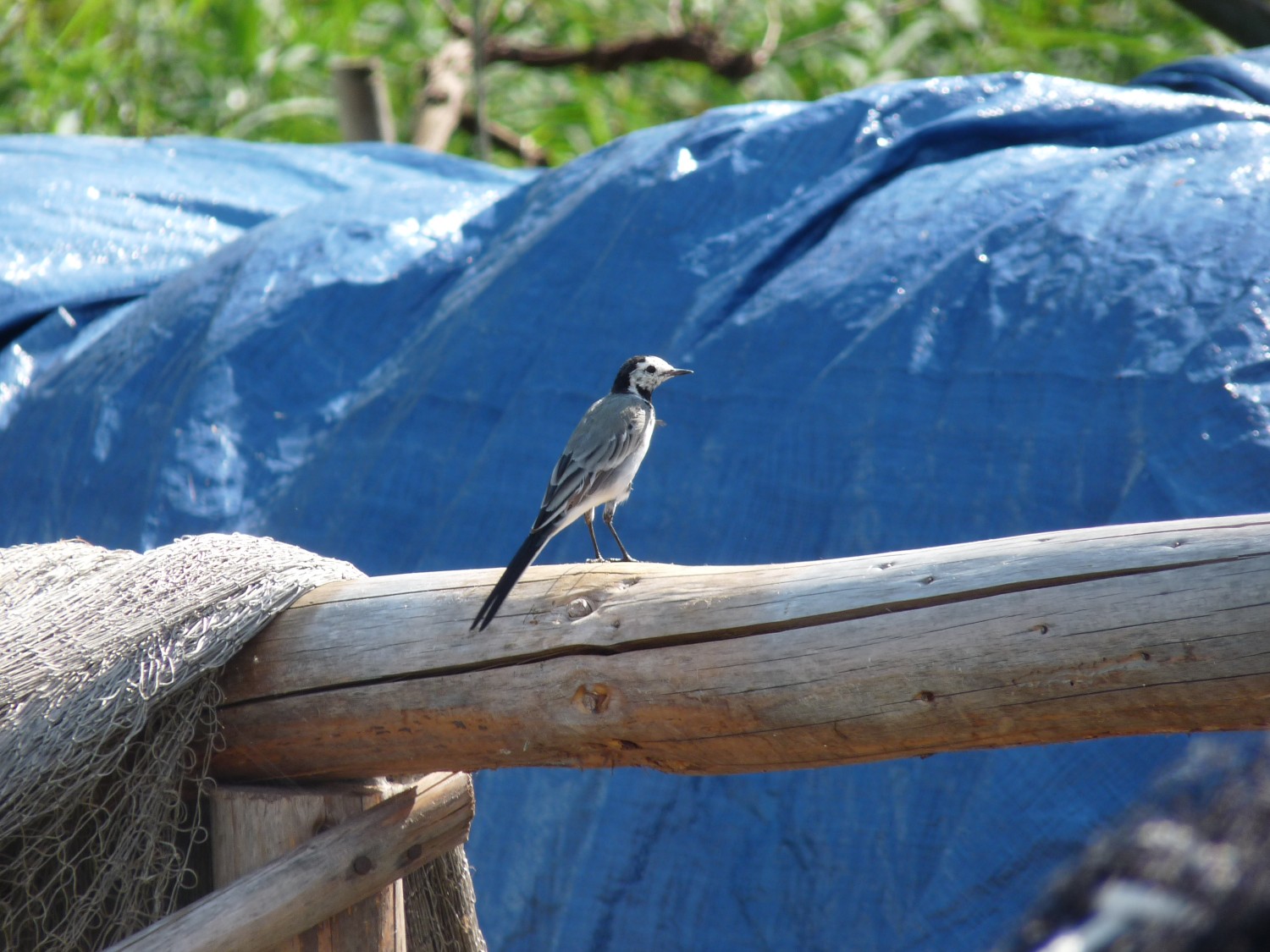livebirdspoland_3805d14a32ff4055ca99ab9f36cb53e4.jpg