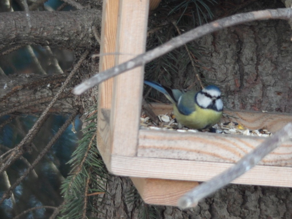 livebirdspoland_88747fc679bfa354ccec436e1d5824e0.jpg