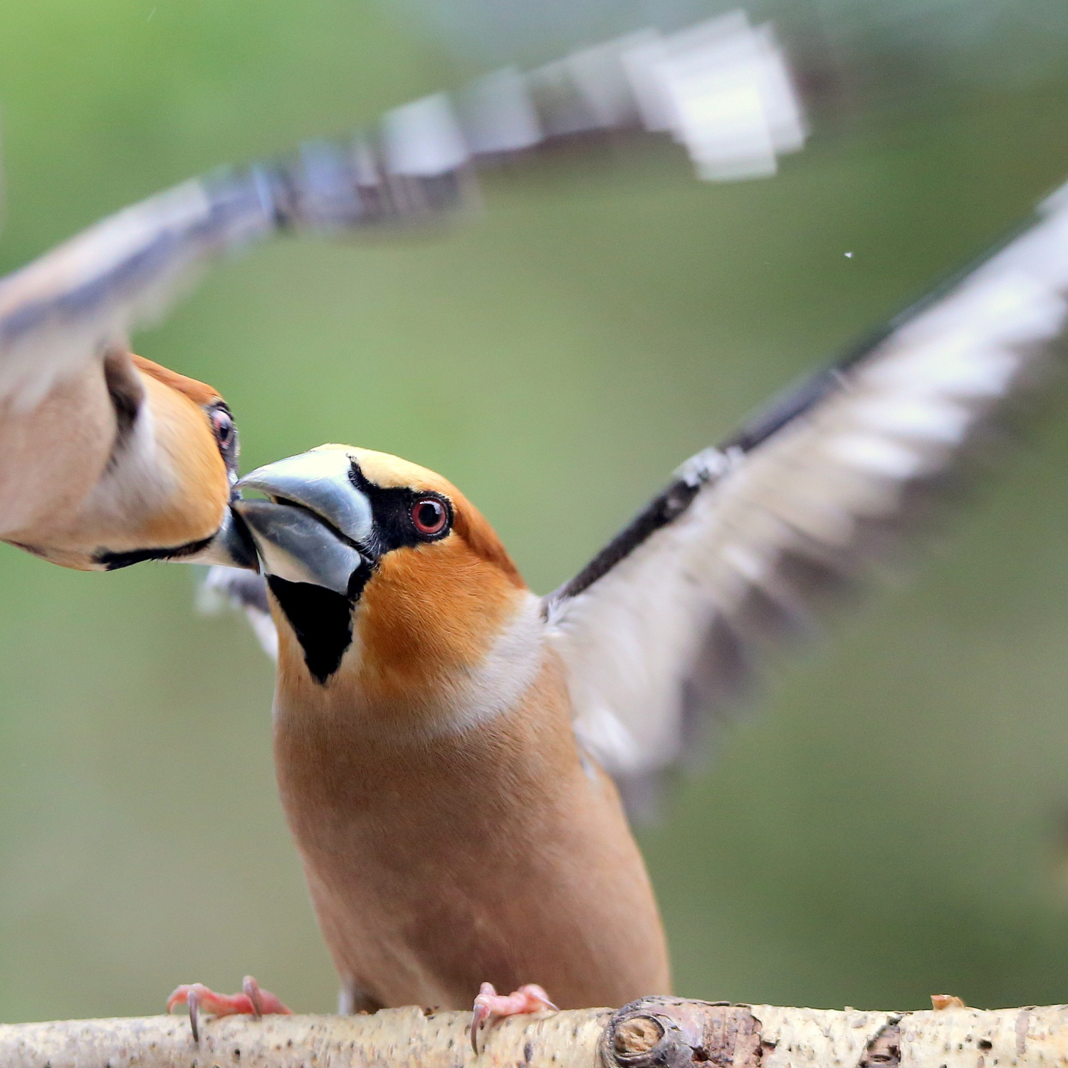 livebirdspoland_a5d96996152ccd5ef5f83161cdbc3e35.png