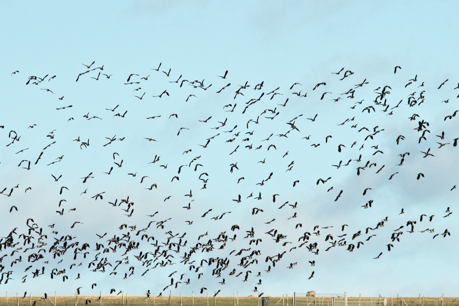 livebirdspoland_d366e0d1ca16264172ad014ea3601aca.jpg
